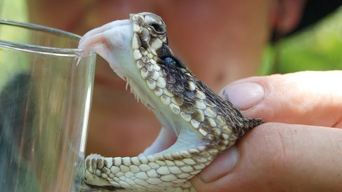 Bizarre Uses Of Animal Venom That Will Stun You!