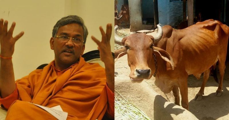 Uttarakhand CM Says Cow Only Animal To Inhale & Exhale Oxygen, Adds Massage  A Cow Get Rid Of Breathing Issues