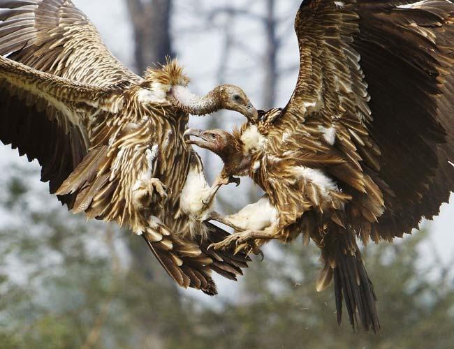 Restaurant for vultures @ Nepal