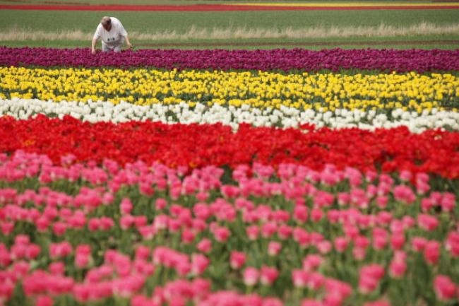 Tulips bring spring color to swaths of Germany