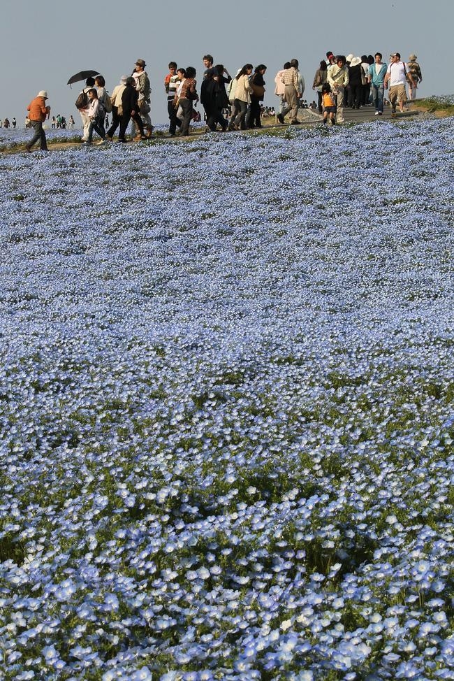 Japanese cherish their nemophila flowers