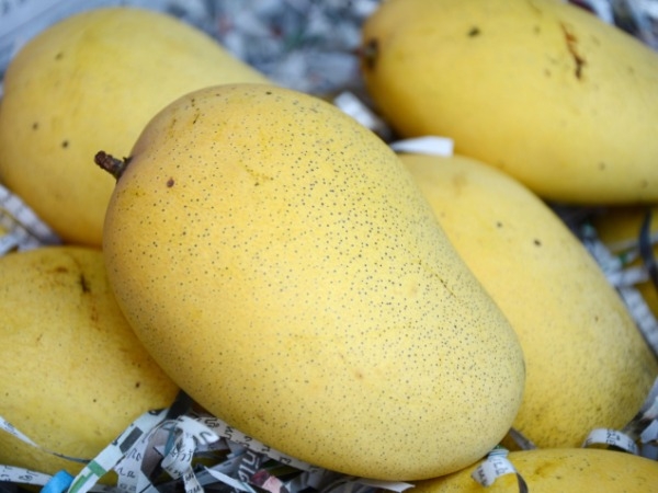 Mango Health Benefits 15 Healthy Reasons to Eat Mangoes Healthy