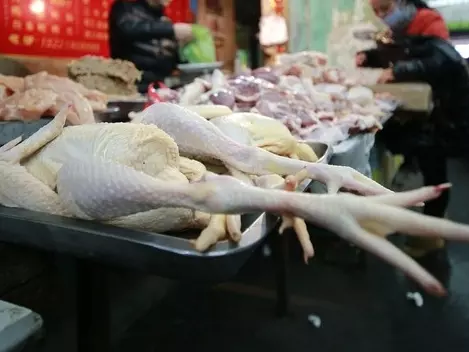 Bird Flu Hits China