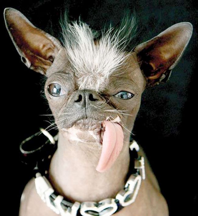 Elwood, World's Ugliest Dog Dies