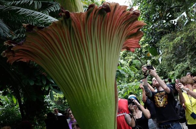 Stinky Flower Blooms in Washington