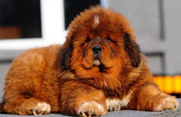 Tibetan Mastiff