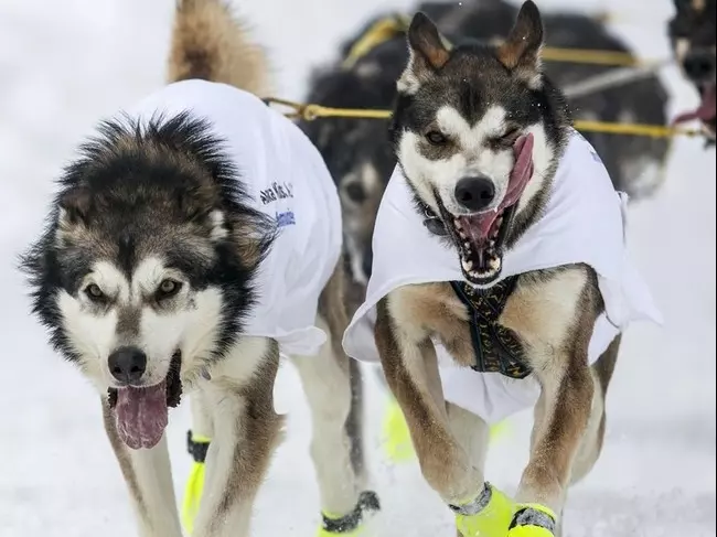 Iditarod Sled Dog Race in Alaska