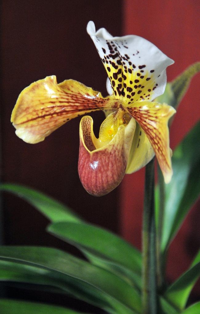 PICS: New Orchid Unveiled