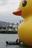 Giant Rubber Duck Sails Into Hong Kong Harbor