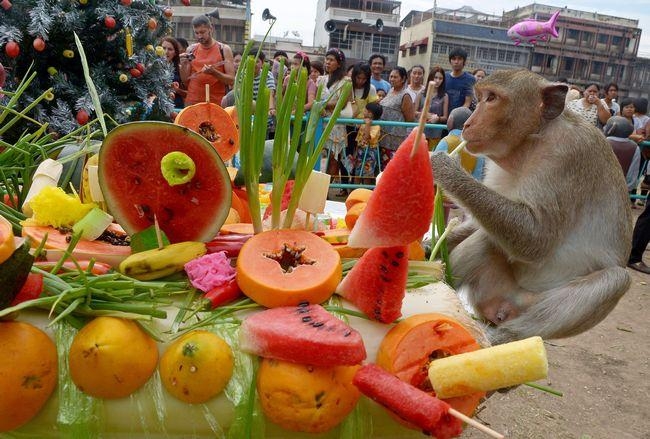 PICS: Monkey Buffet in Bangkok