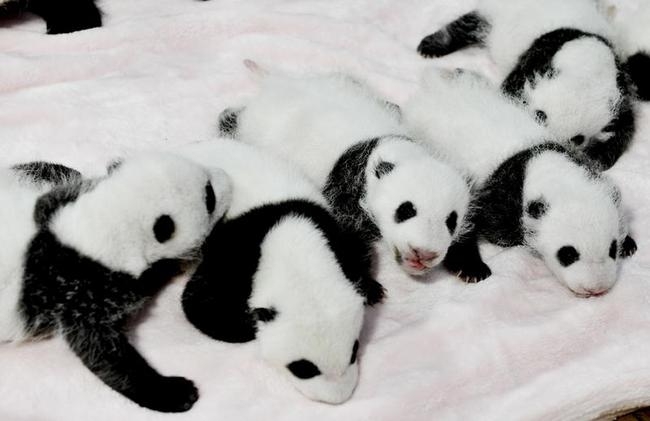 So Cute! China Shows Off 14 Baby Pandas