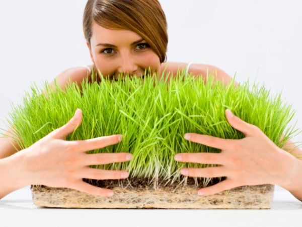 Examining the Benefits of Wheatgrass