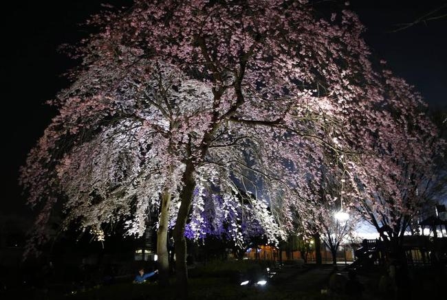 Cherry Blossom Season To Cheer You Up! Cherry Blossom Season To Cheer You Up!