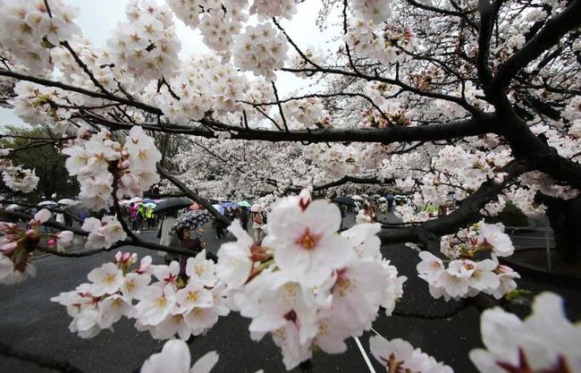 Cherry Blossom Season To Cheer You Up!