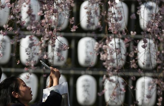 Cherry Blossom Season To Cheer You Up! Cherry Blossom Season To Cheer You Up!