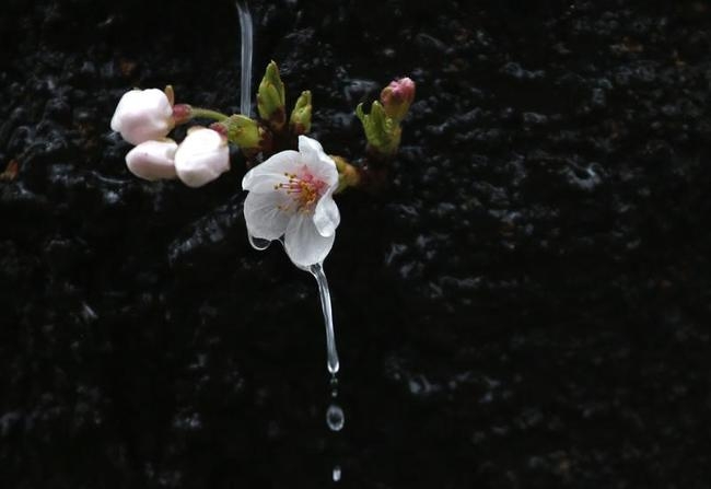 Cherry Blossom Season To Cheer You Up! Cherry Blossom Season To Cheer You Up!