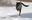 Dog runs around rink on lake in frigid Minneapolis