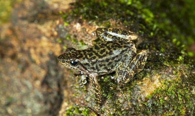 Dancing Frogs Discovered in India!