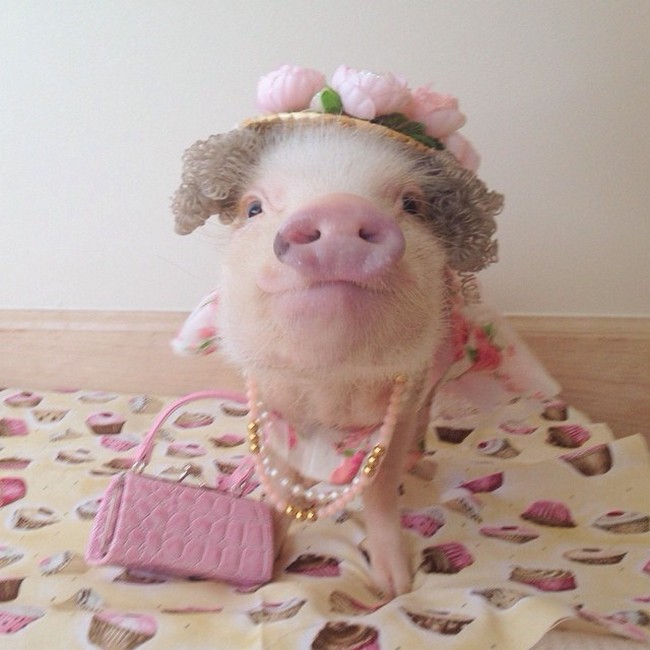 Prissy, the Cutest Piglet on Instagram!