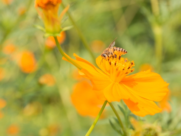 Cómo el polen de abeja es bueno para la salud