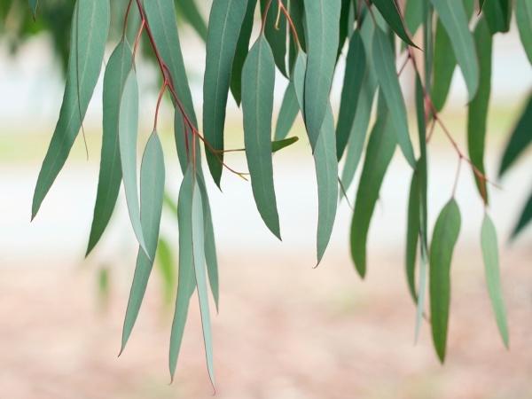 14 Plants That Repel Mosquitoes: Eucalyptus