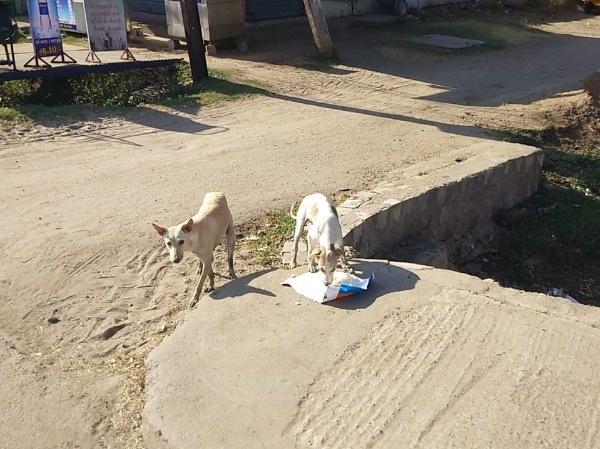 Amid the world's strictest lockdown, people who feed stray dogs