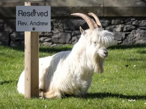 Mountain Goats Take Over Empty Welsh Town During Coronavirus Lockdown