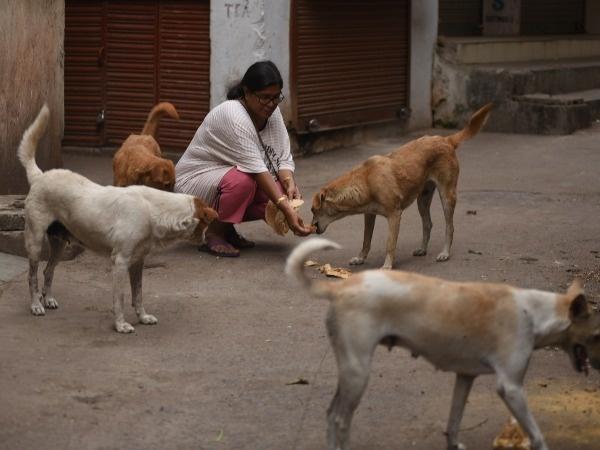 Amid the world's strictest lockdown, people who feed stray dogs