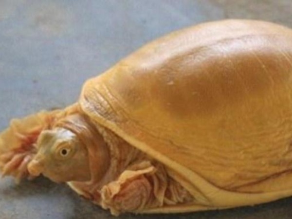 Indiatimes Rare Turtle With Golden Shell Found In Nepal