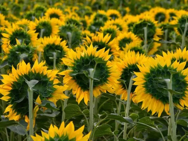 From France To Britain, The Sunflower Fields Are In Full Bloom