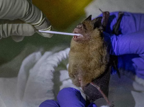 Scientists Catching Bats