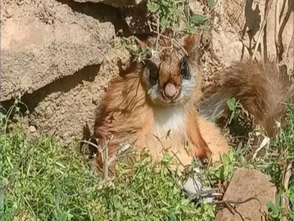Indiatimes Woolly Flying Squirrel Spotted In Uttarakhand