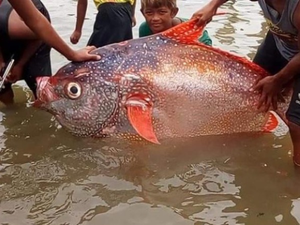 Indiatimes Giant Opah Fish Caught In The Philippines