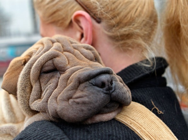 unusual human animal friendship