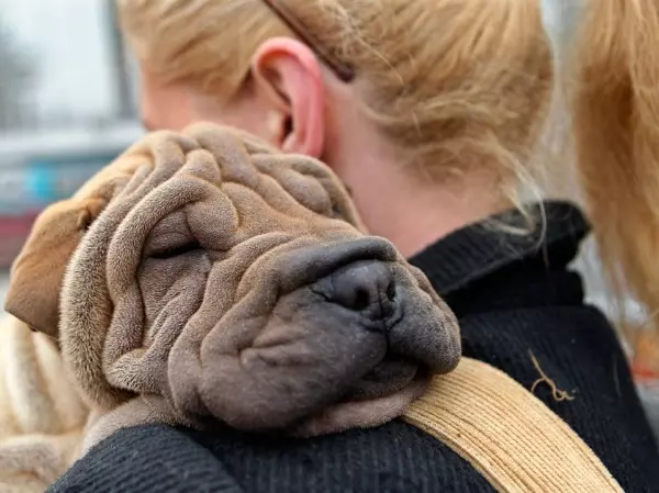 unusual human animal friendship