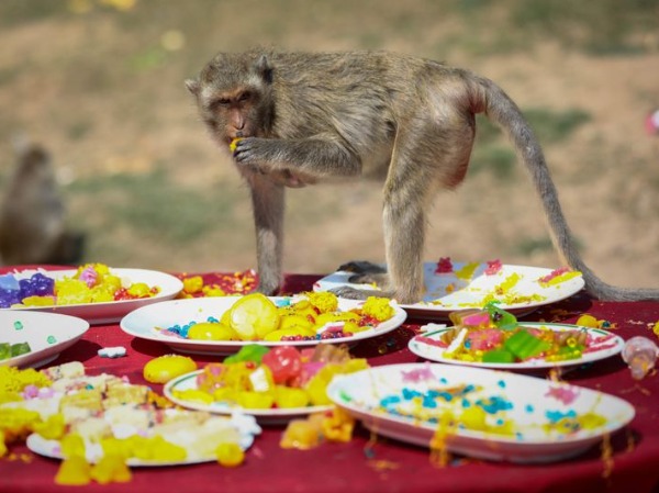 Official Monkey Business: A Peek Into Thailand's Annual Monkey Buffet ...