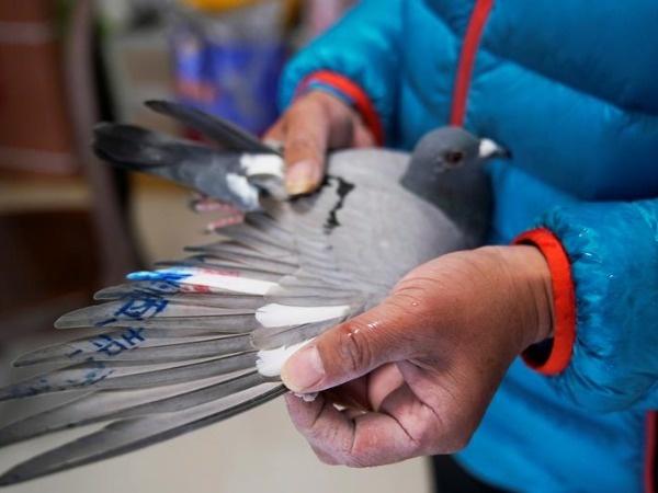 In Pictures: China's Pigeon Fanciers Race For Fame And Fortune