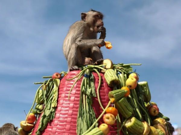 Official Monkey Business: A Peek Into Thailand's Annual Monkey Buffet  Festival