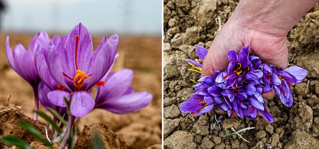 Kashmir's 'Red Gold' Saffron Crop Destroyed