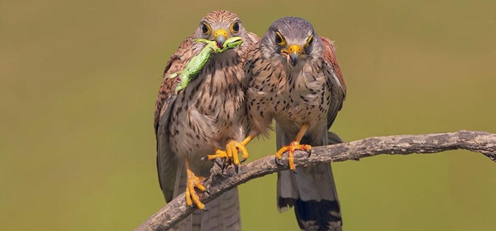 Wildlife Photographer Of The Year 2020 - Finalists And Winners