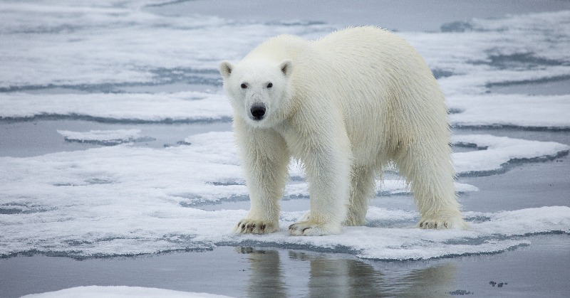 Polar Bears To Become Extinct By 2100: Study