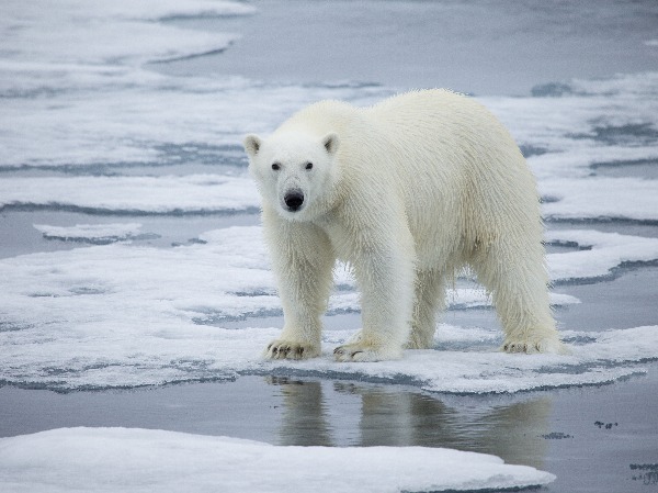 Polar Bears To Become Extinct By 2100: Study