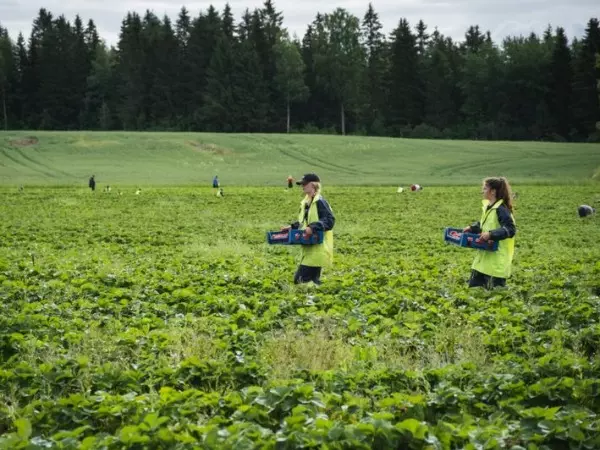 Thousands of Finns have answered a desperate call from farmers to save the summer's berry harvest, as coronavirus restrictions have kept many of the usual foreign pickers away.