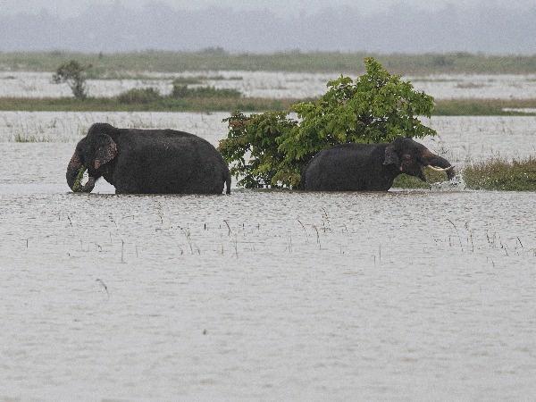 Heavy rains lashing India's northeastern state of Assam putting the state residents and vulnerable wildlife at risk.
