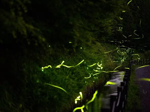 Beautiful Fireflies Dancing Alone In This Japanese Village