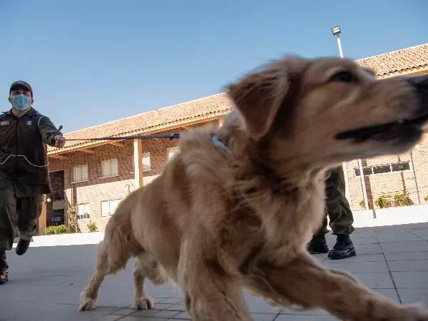 These Golden Retrievers in Chile Will Sniff Out Covid-19