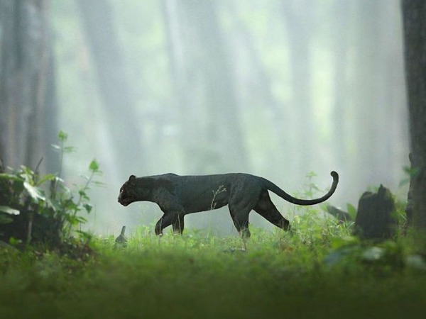 Photos Of Rare Black Panther In Karnataka's Kabini Forest