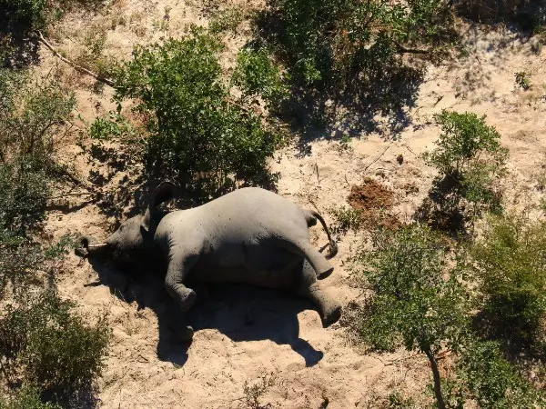 Hundreds Of Elephants Mysteriously Died In Botswana