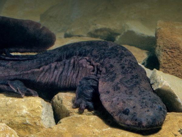 Some Of The Biggest Animals In The World, That Living Among Us