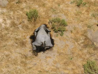 Hundreds Of Elephants Are Mysteriously Died In Botswana
